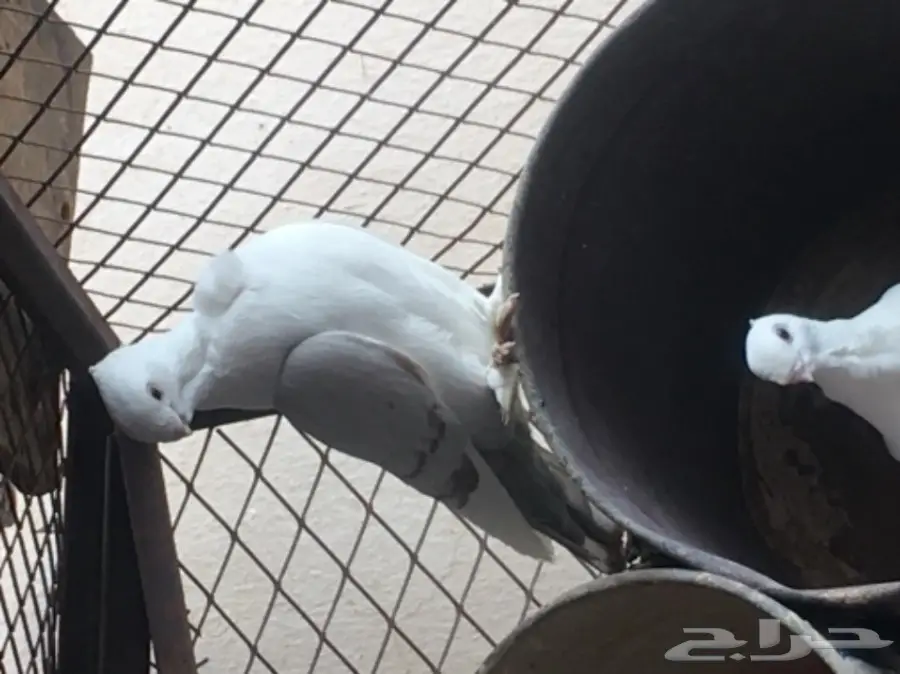 حمام حب رمان للبيع بالقصيم (image 3)