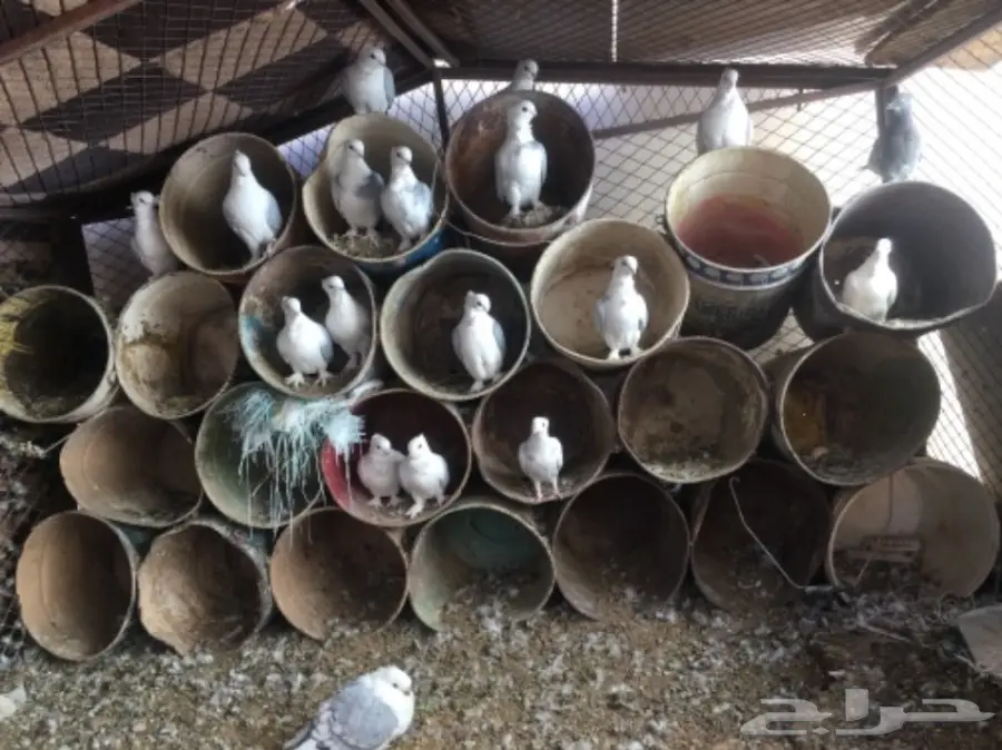 حمام حب رمان للبيع بالقصيم (image 4)