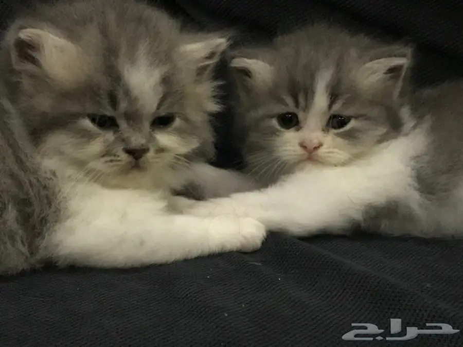 كيتن للبيع (image 4)