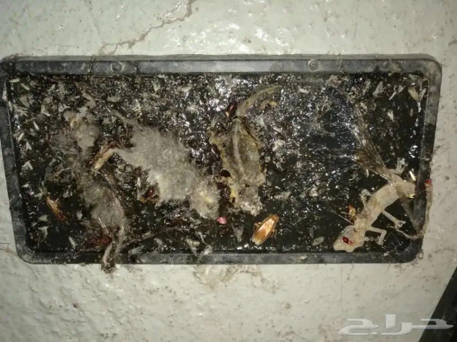 تخلص من الآفات مع ضمان! (image 4)