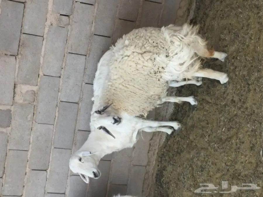 نعجتين حيل للبيع