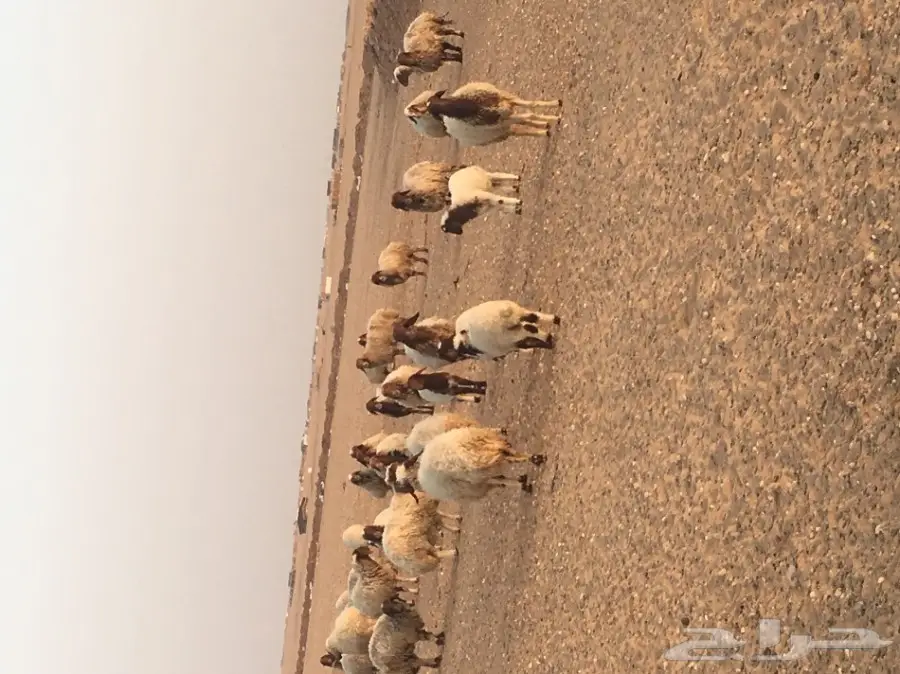 غنم مطافيل ومعزا مطافيل - فرصة لا تُفوّت!