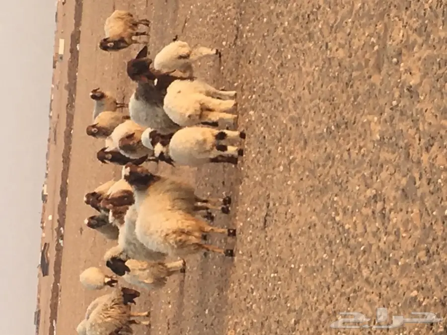 غنم مطافيل ومعزا مطافيل - فرصة لا تُفوّت! (image 1)