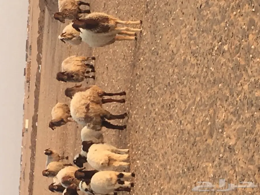غنم مطافيل ومعزا مطافيل - فرصة لا تُفوّت! (image 3)