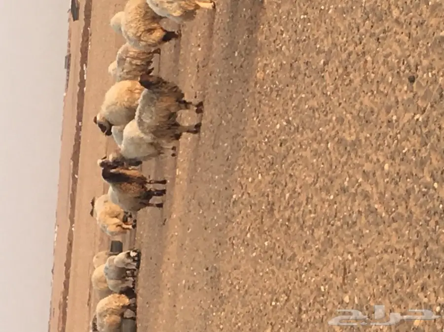 غنم مطافيل ومعزا مطافيل - فرصة لا تُفوّت! (image 4)