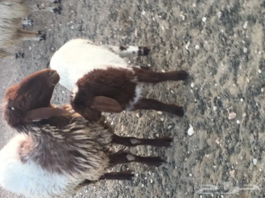 غنم مطافيل ومعزا مطافيل - فرصة لا تُفوّت! (image 5)