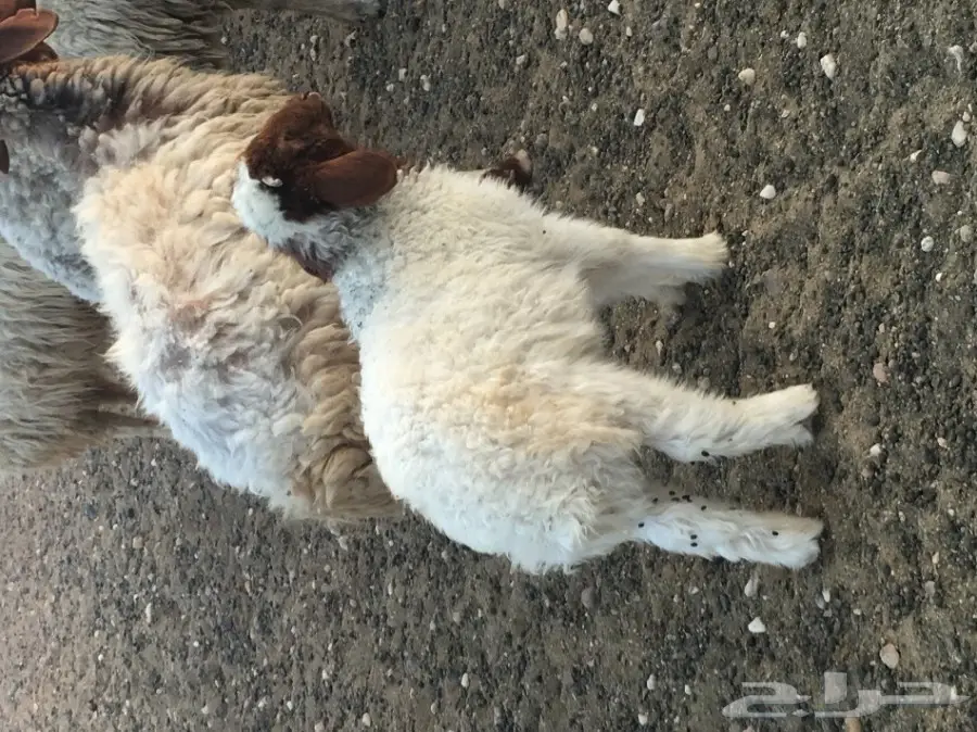 غنم مطافيل ومعزا مطافيل - فرصة لا تُفوّت! (image 8)