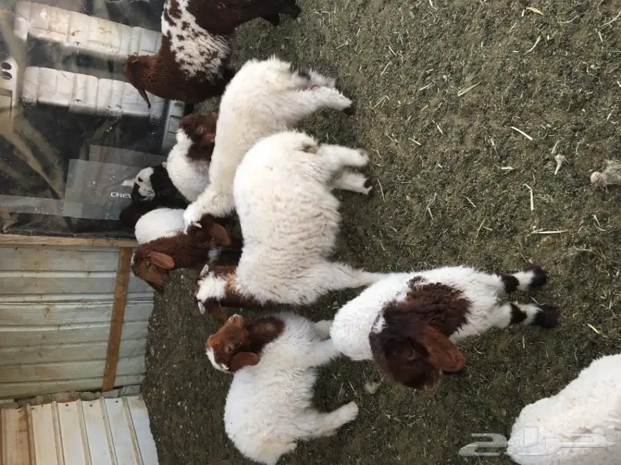 غنم مطافيل ومعزا مطافيل - فرصة لا تُفوّت! (image 9)