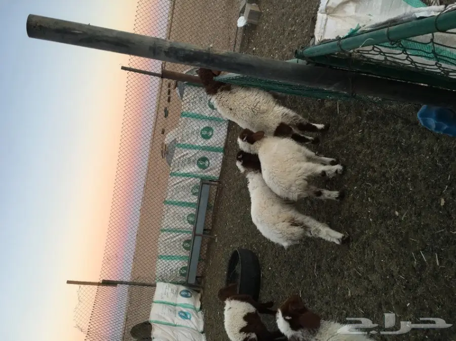 غنم مطافيل ومعزا مطافيل - فرصة لا تُفوّت! (image 11)