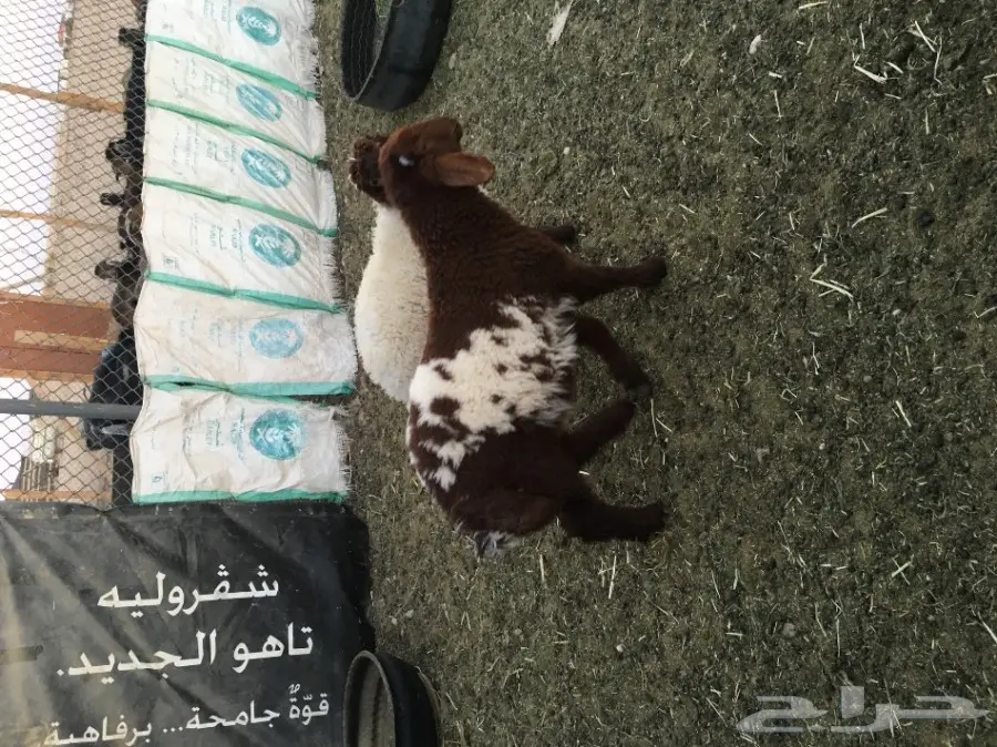 غنم مطافيل ومعزا مطافيل - فرصة لا تُفوّت! (image 12)
