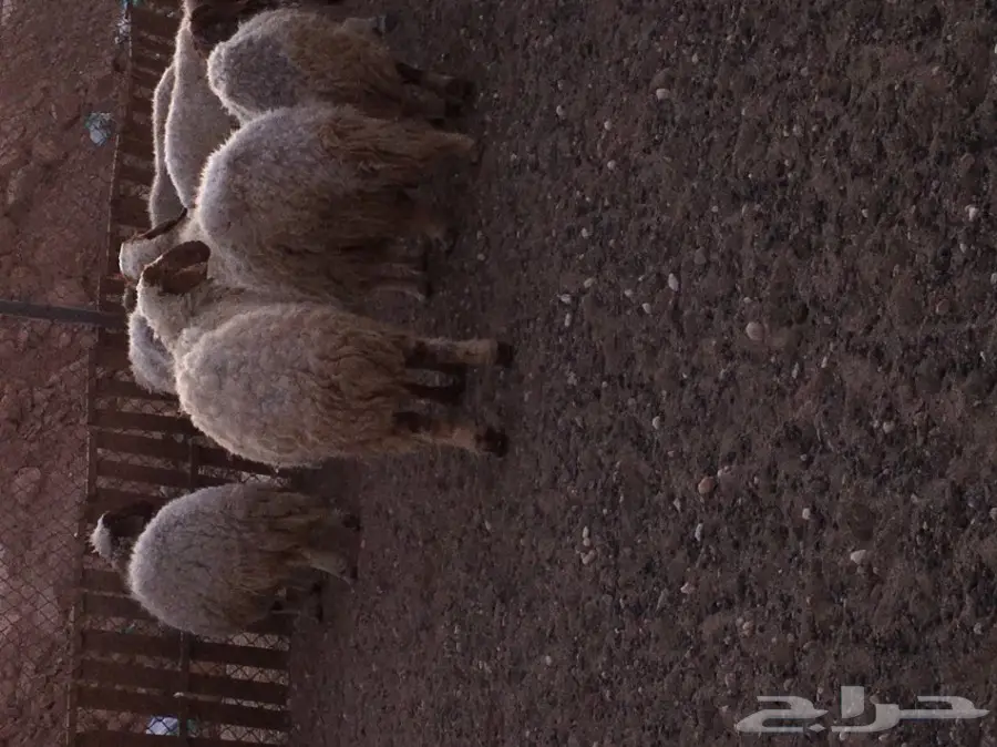 غنم مطافيل ومعزا مطافيل - فرصة لا تُفوّت! (image 14)