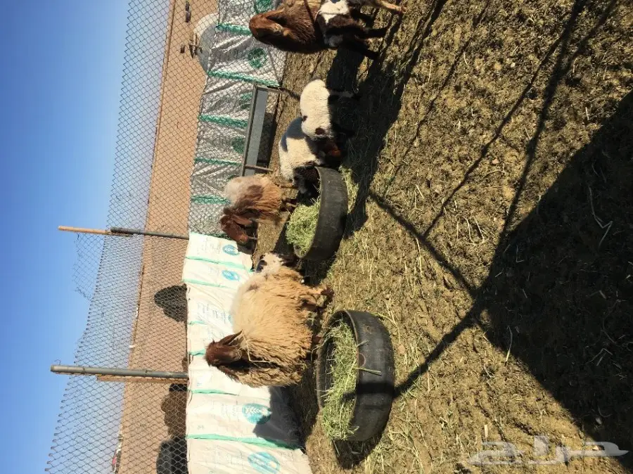 غنم مطافيل ومعزا مطافيل - فرصة لا تُفوّت! (image 15)