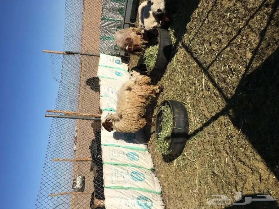 غنم مطافيل ومعزا مطافيل - فرصة لا تُفوّت! (image 16)