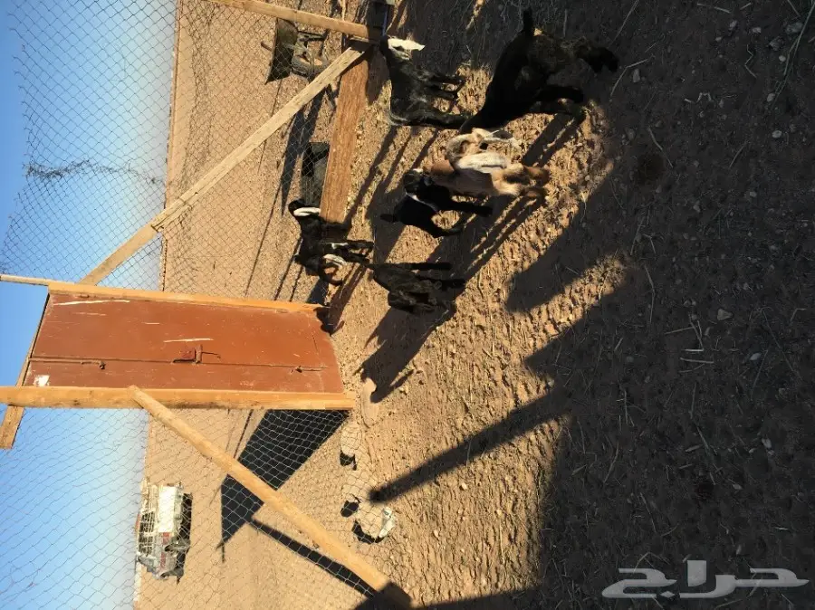 غنم مطافيل ومعزا مطافيل - فرصة لا تُفوّت! (image 17)