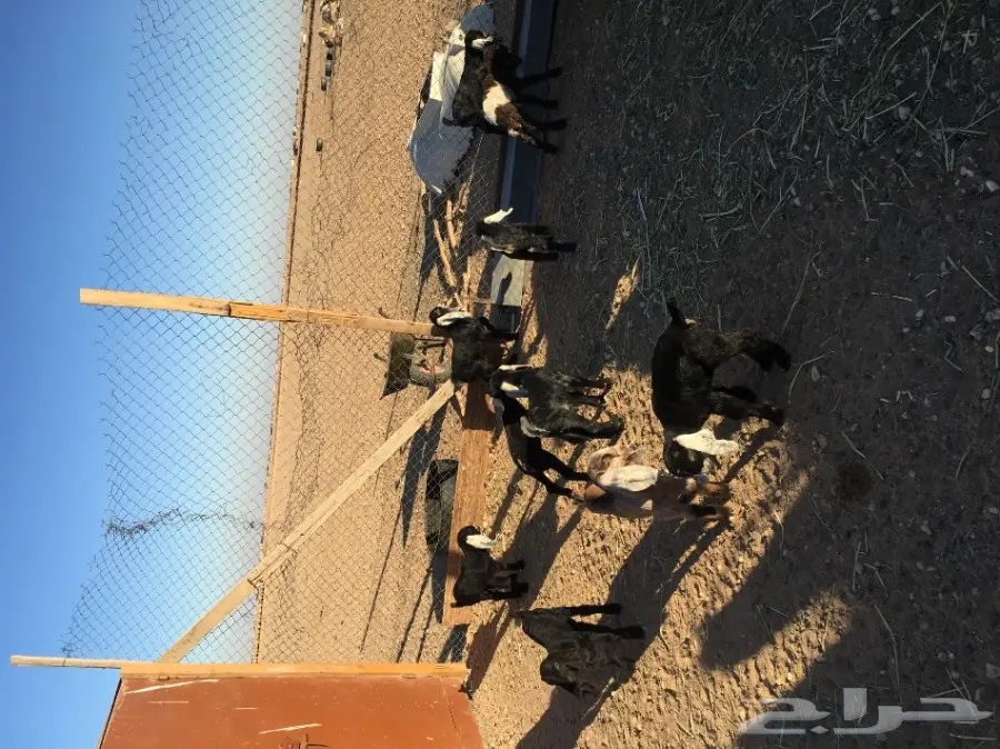 غنم مطافيل ومعزا مطافيل - فرصة لا تُفوّت! (image 18)