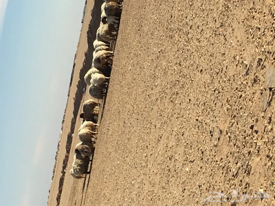 غنم مطافيل ومعزا مطافيل - فرصة لا تُفوّت! (image 19)