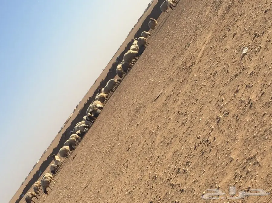 غنم مطافيل ومعزا مطافيل - فرصة لا تُفوّت! (image 21)