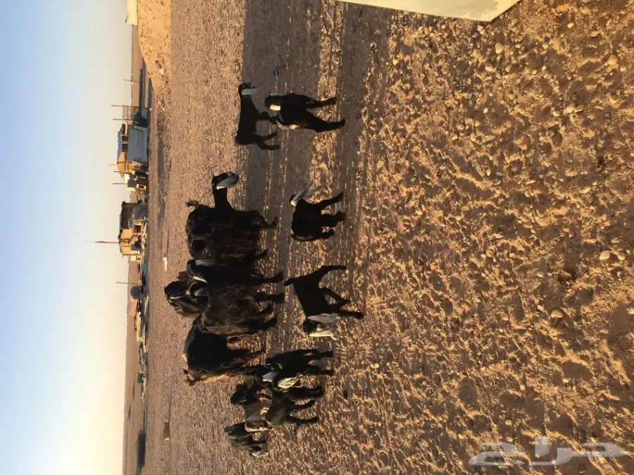 غنم مطافيل ومعزا مطافيل - فرصة لا تُفوّت! (image 23)