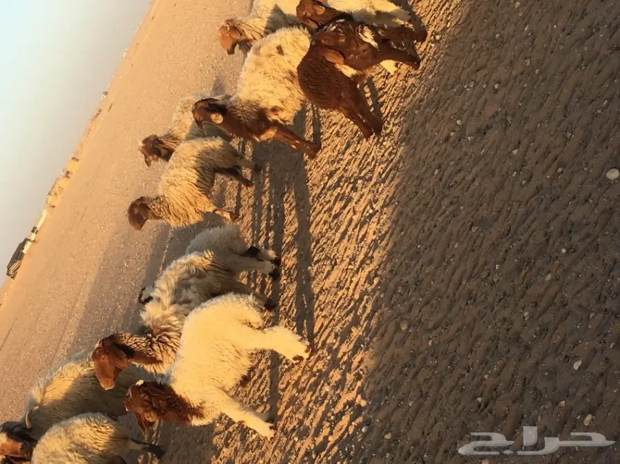 غنم مطافيل ومعزا مطافيل - فرصة لا تُفوّت! (image 24)