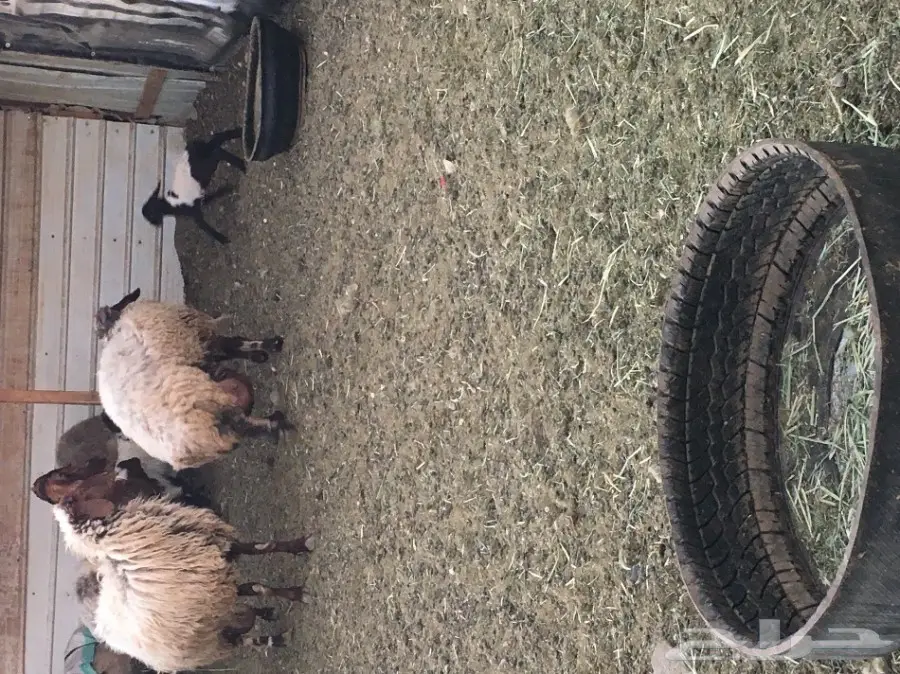 غنم مطافيل ومعزا مطافيل - فرصة لا تُفوّت! (image 25)