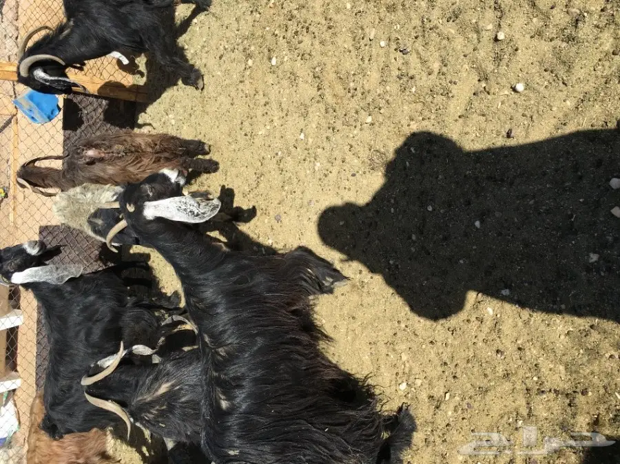 غنم مطافيل ومعزا مطافيل - فرصة لا تُفوّت! (image 28)