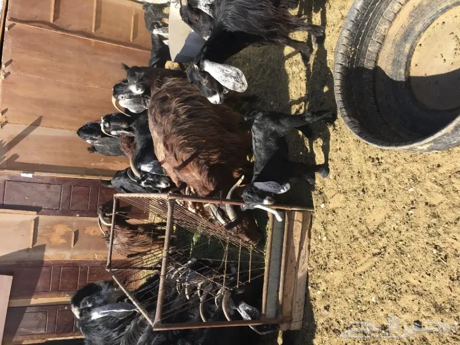 غنم مطافيل ومعزا مطافيل - فرصة لا تُفوّت! (image 30)