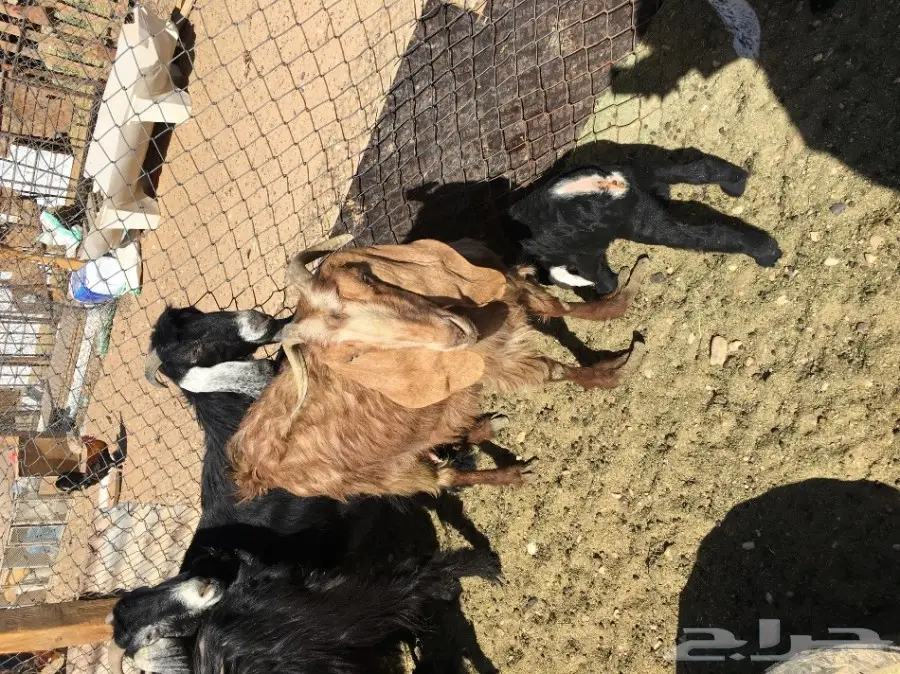 غنم مطافيل ومعزا مطافيل - فرصة لا تُفوّت! (image 32)