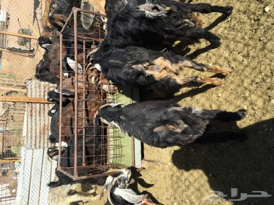 غنم مطافيل ومعزا مطافيل - فرصة لا تُفوّت! (image 33)
