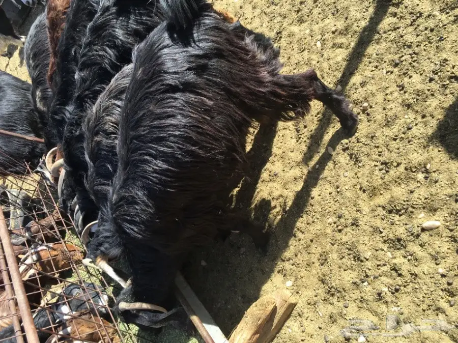 غنم مطافيل ومعزا مطافيل - فرصة لا تُفوّت! (image 34)