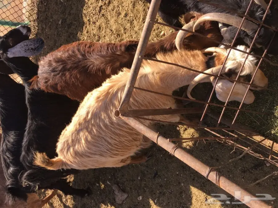 غنم مطافيل ومعزا مطافيل - فرصة لا تُفوّت! (image 35)