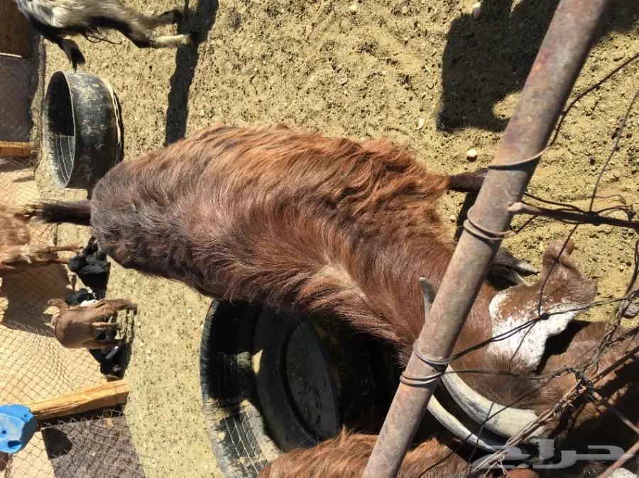 غنم مطافيل ومعزا مطافيل - فرصة لا تُفوّت! (image 36)