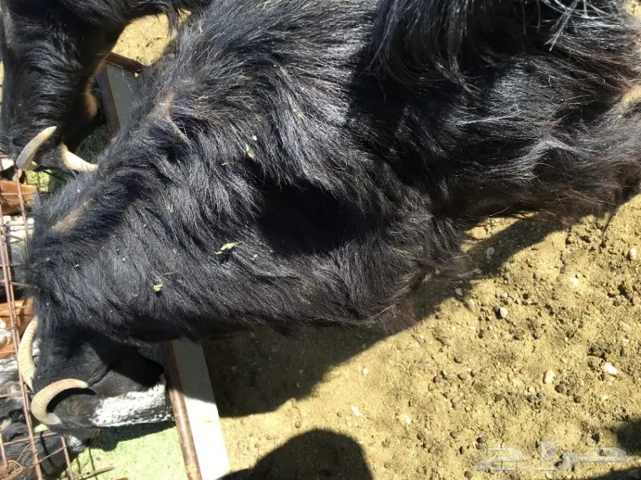 غنم مطافيل ومعزا مطافيل - فرصة لا تُفوّت! (image 37)