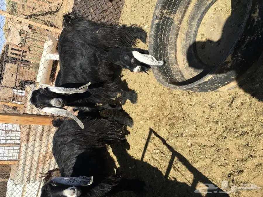 غنم مطافيل ومعزا مطافيل - فرصة لا تُفوّت! (image 38)