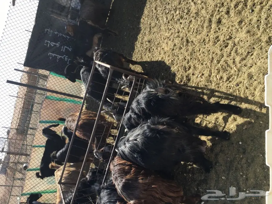 غنم مطافيل ومعزا مطافيل - فرصة لا تُفوّت! (image 39)