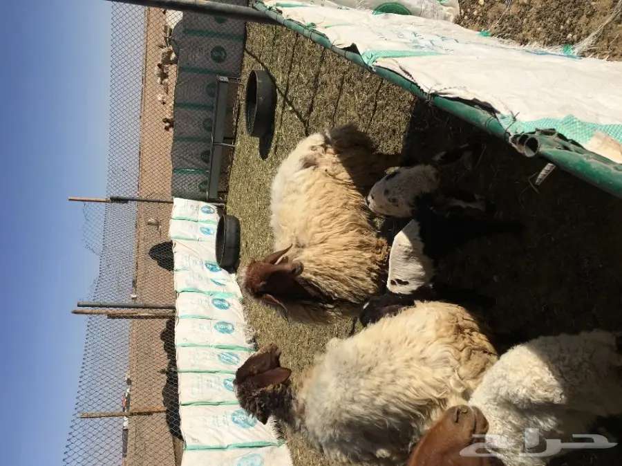 غنم مطافيل ومعزا مطافيل - فرصة لا تُفوّت! (image 40)