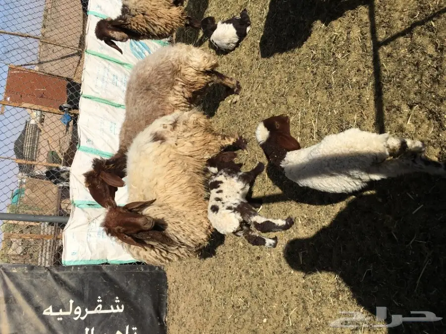 غنم مطافيل ومعزا مطافيل - فرصة لا تُفوّت! (image 41)
