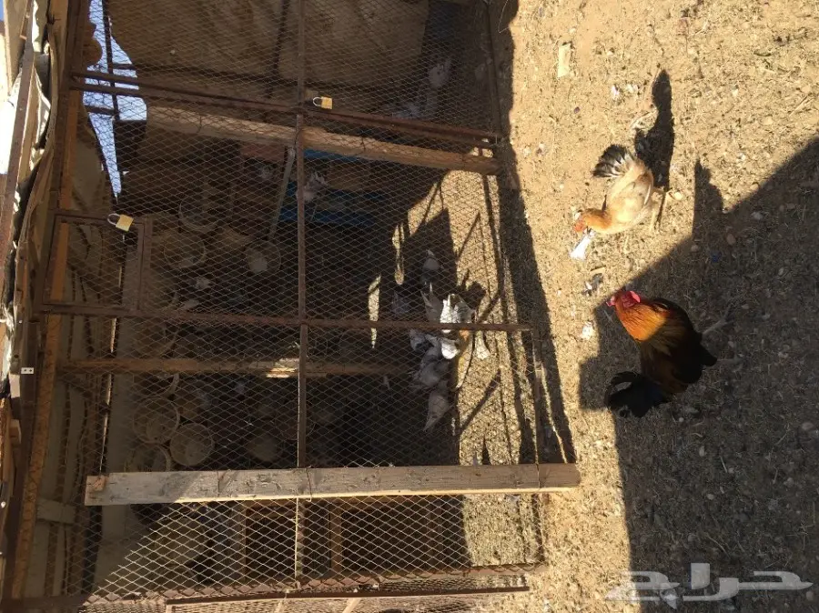 غنم مطافيل ومعزا مطافيل - فرصة لا تُفوّت! (image 42)