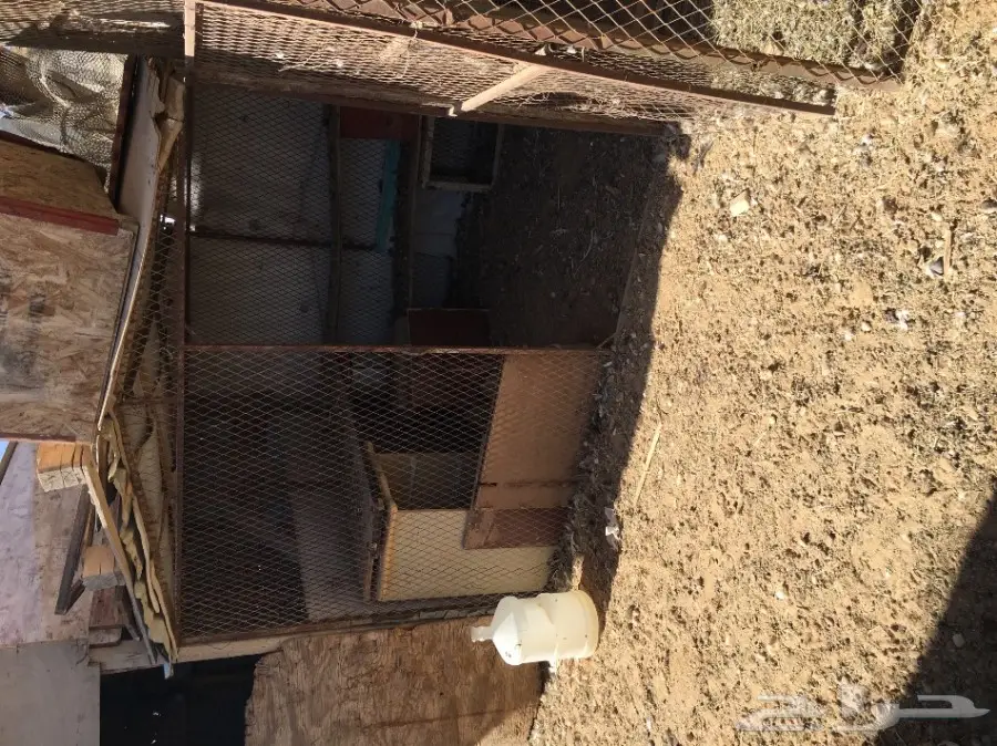 غنم مطافيل ومعزا مطافيل - فرصة لا تُفوّت! (image 43)