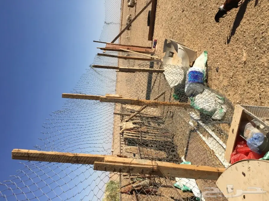 غنم مطافيل ومعزا مطافيل - فرصة لا تُفوّت! (image 44)