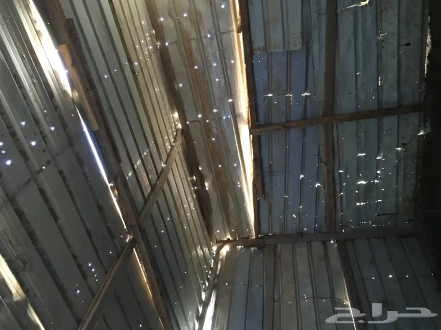 غنم مطافيل ومعزا مطافيل - فرصة لا تُفوّت! (image 46)