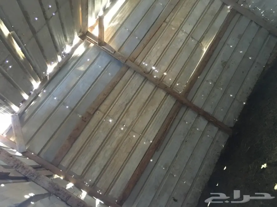 غنم مطافيل ومعزا مطافيل - فرصة لا تُفوّت! (image 47)