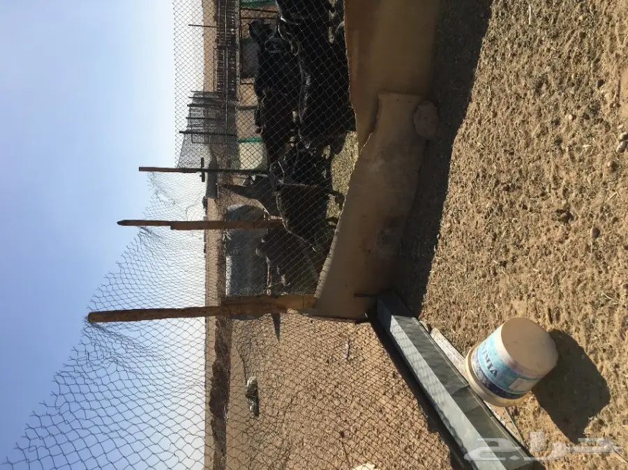 غنم مطافيل ومعزا مطافيل - فرصة لا تُفوّت! (image 48)