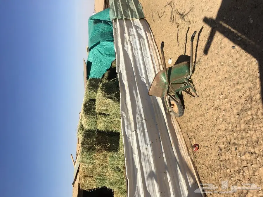 غنم مطافيل ومعزا مطافيل - فرصة لا تُفوّت! (image 50)