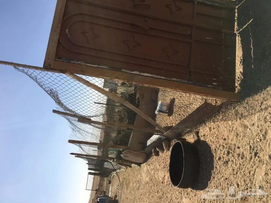 غنم مطافيل ومعزا مطافيل - فرصة لا تُفوّت! (image 52)