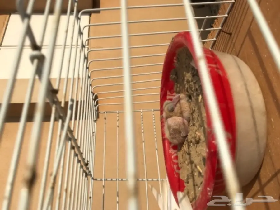 زوج بلجيكي  (image 1)