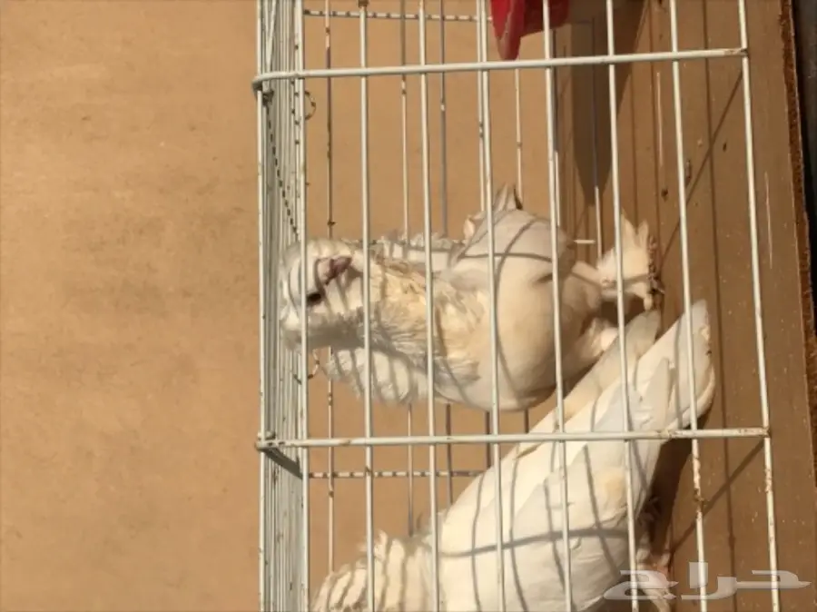 زوج بلجيكي  (image 2)