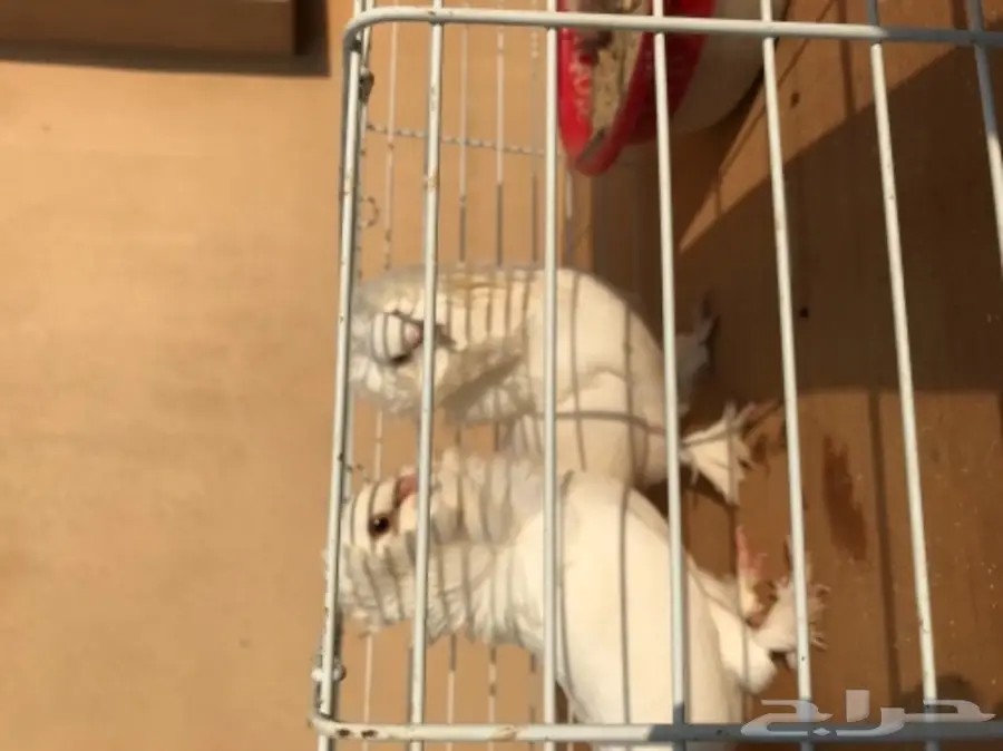 زوج بلجيكي  (image 7)