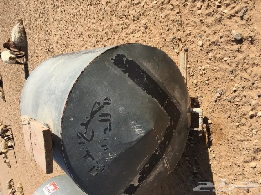 غنم مطافيل ومعزا مطافيل - فرصة لا تُفوّت! (image 56)