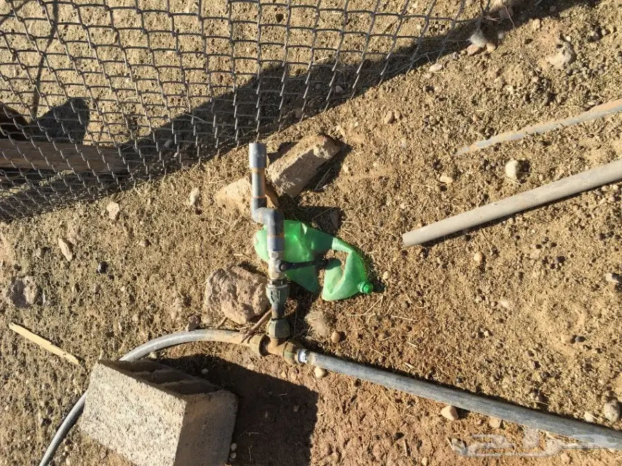 غنم مطافيل ومعزا مطافيل - فرصة لا تُفوّت! (image 57)