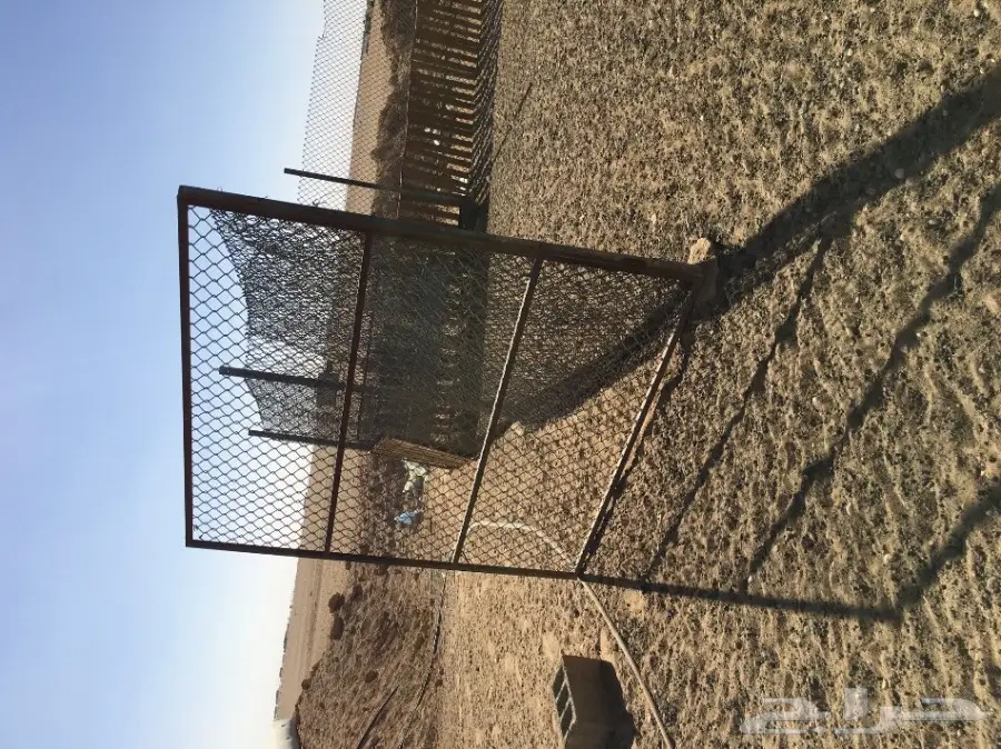 غنم مطافيل ومعزا مطافيل - فرصة لا تُفوّت! (image 59)